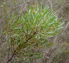 Isopogon polycephalus