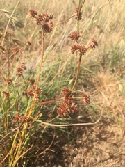 Juncus holoschoenus