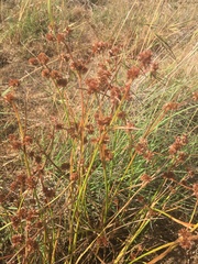 Juncus holoschoenus