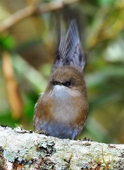 Zosterops borbonicus