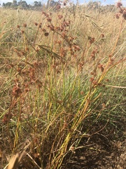 Juncus holoschoenus