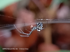 Leucauge argentina