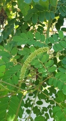 Adenanthera
