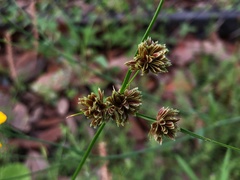 Cyperus reflexus