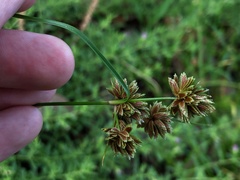 Cyperus reflexus