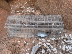 Melomys burtoni