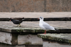 Chroicocephalus ridibundus