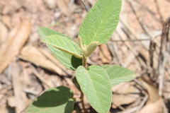 Sida hackettiana