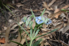 Trichodesma zeylanicum