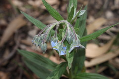 Trichodesma zeylanicum