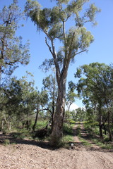 Melaleuca fluviatilis