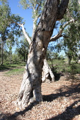 Melaleuca fluviatilis