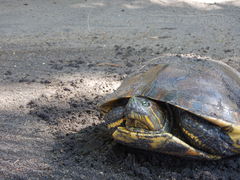 Trachemys grayi grayi