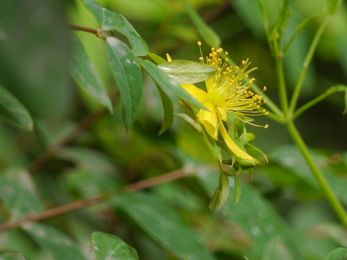 Pendant St. John's Wort (Hypericum oblongifolium)
