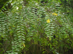 Hypericum oblongifolium