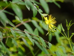 Hypericum oblongifolium
