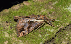 Hypena disclusalis