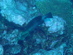 Gracila albomarginata
