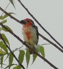 Lybius vieilloti
