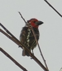 Lybius vieilloti