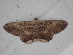 Ruttellerona pseudocessaria