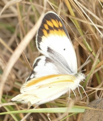 Colotis antevippe antevippe