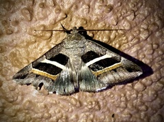 Grammodes congenita