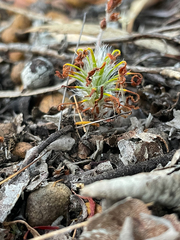 Drosera scorpioides