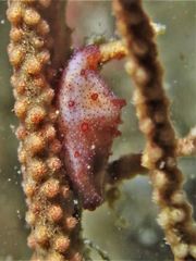 Crenavolva striatula