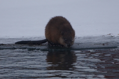 Ondatra zibethicus