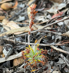 Drosera scorpioides