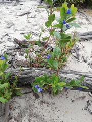 Billardiera heterophylla