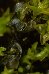 Mnium blyttii