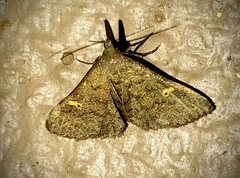 Naarda nigripalpis