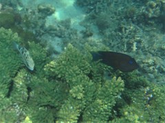 Ctenochaetus binotatus