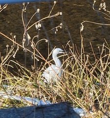 Egretta garzetta