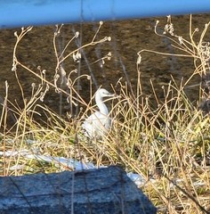 Egretta garzetta