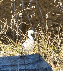 Egretta garzetta