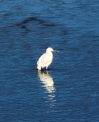 Egretta garzetta