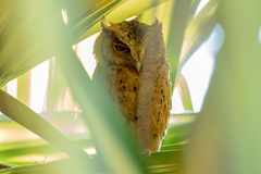 Otus lempiji