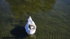 Cygnus olor