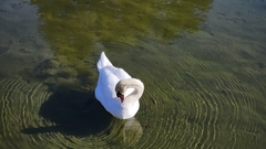 Cygnus olor