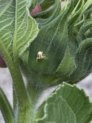 Sidymella trapezia