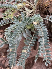 Astragalus mollissimus