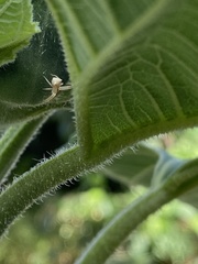 Sidymella trapezia