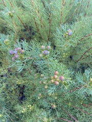 Serruria foeniculacea