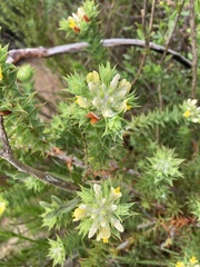 Aspalathus cordata