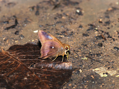 Hasora badra