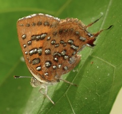 Axiocerses harpax
