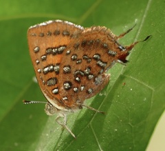 Axiocerses harpax